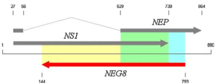 Fig. 1 Schematic representation of segment 8 in human influenza A viruses. The location of the hypothetical gene, NEG8, is shown in red.