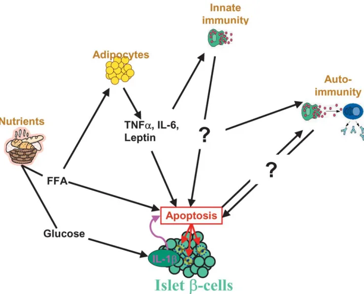 Fig. 2 Inflammatory mediators in type 2 diabetes. Cell nutrients (glucose and FFA) have direct and indirect effects on  β -cells