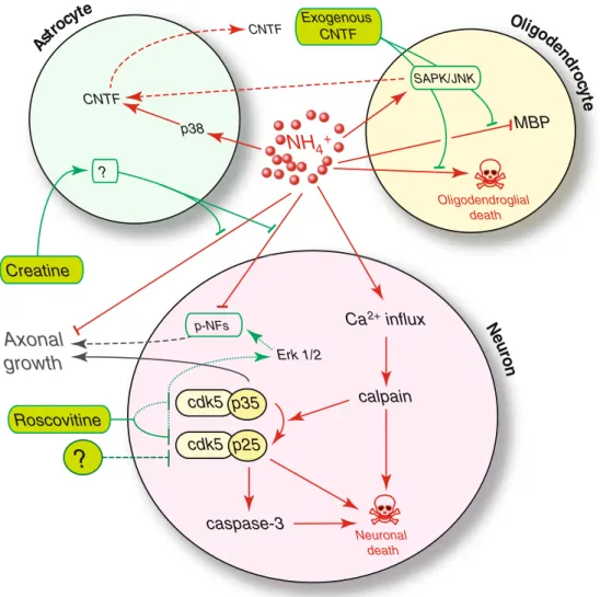 Fig. 2 Proposed mechanisms leading to brain cell death under NH 4 +