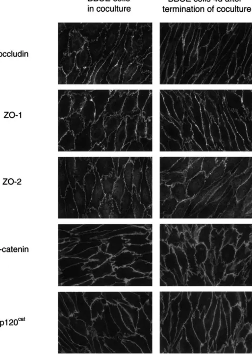 Fig. 6 Subcellular distribution of junction-associated  mole-cules in BBCE cells.  Immuno-fluorescence stainings of BBCE cells in co-culture with  astro-cytes (left panel) and 4 days after termination of the  co-cul-ture (right panel) are shown