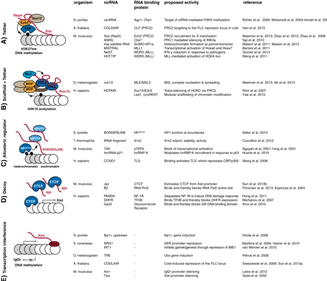 Fig. 1 Various chromatin-associated activities of long ncRNAs.