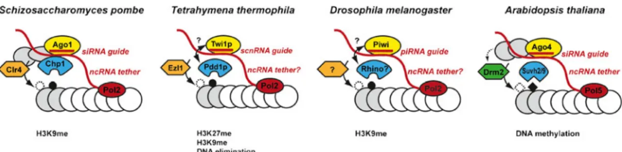 Fig. 2 Small and long ncRNAs cooperate in the localization of effector complexes to chromatin
