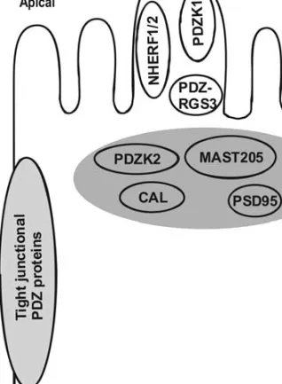 Fig. 1. Putative and established PDZ proteins in the renal proximal tubular cell. PDZ proteins are assigned to the brush borders  (api-cal), to the basolateral site, to the subapical compartment (SAC) and to the tight junction.