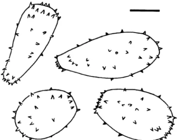 Fig. 3 Milesina blechni. a Urediniospores from Blechnum punctula- punctula-tum (South Africa, Kleinmond)
