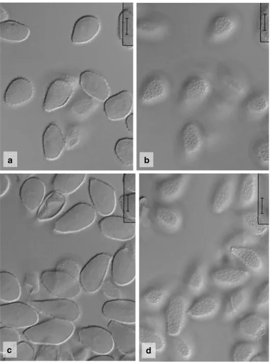 Fig. 4 Milesia nervisequa.