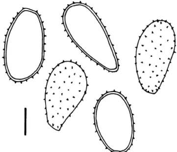 Fig. 6 Milesia cf. magellanica. Urediniospores from Asplenium rutifolium, optical section and view of spore surface (South Africa, Knysna)