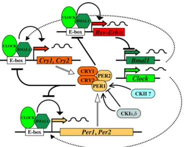 Fig. 1 Simplified model of mammalian circadian oscillator. This model explains several biochemical findings and observations made in mice or hamsters carrying mutations in clock genes