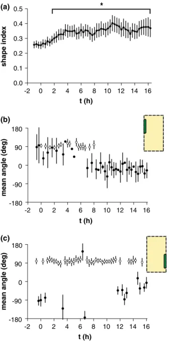 FIGURE 8. Morphology and migration of isolated single ECs on vertical wide patterns. (a) Shape index of cells in the left edge zone before and after onset of shear stress oriented perpendicular to the lines