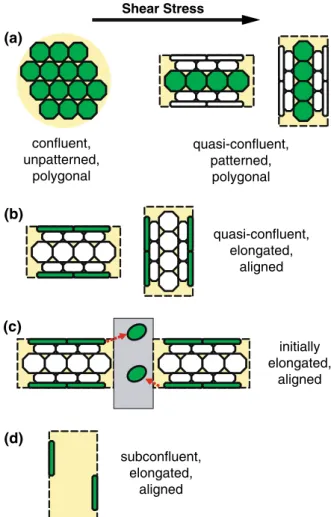 FIGURE 1. Schematic of experimental strategy using micro- micro-patterning. Cells of interest are green, and shear stress direction is left-to-right