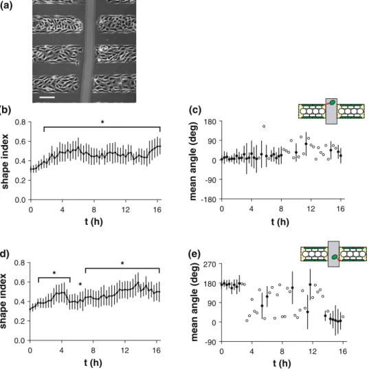 FIGURE 5. Migration of elongated ECs off micropatterned lines into a scratch wound after onset of shear stress