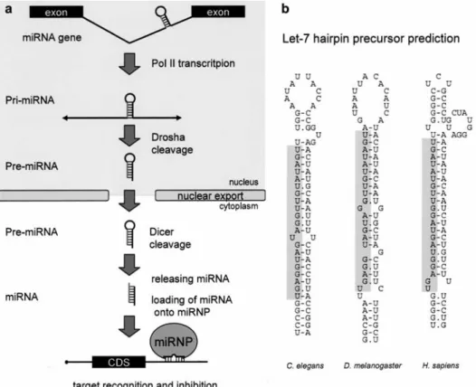 Figure 4. MicroRNA pathway. (a) Schematic overview of miRNA maturation in eukaryotic cells