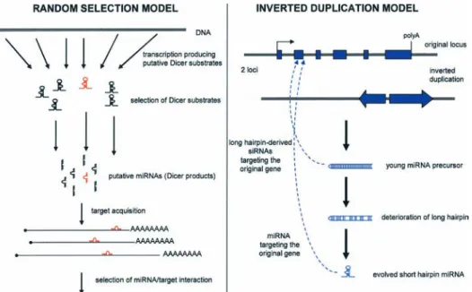 Figure 5. Two models for the evolution of miRNA regulation. Left: the random selection model presented in this review