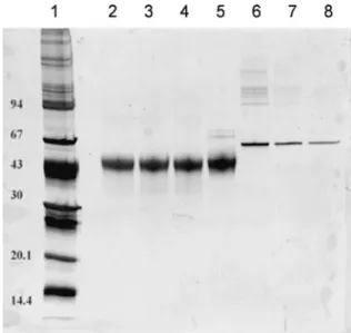 Figure 6. Electrophoretic purity by SDS-PAGE Silver Stain method. Lane 1: molecular weight markers