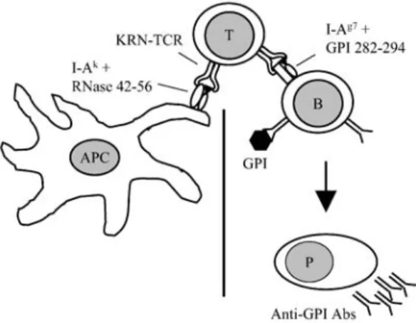 Fig. 1. Dual specificity of the KRN TCR responsible for an autoimmune response. The KRN T cells (T) bear a transgenic TCR which has a dual specificity for the bovine RNase peptide 42–56 in the context of I-A k (shown in the left half of the figure), as wel