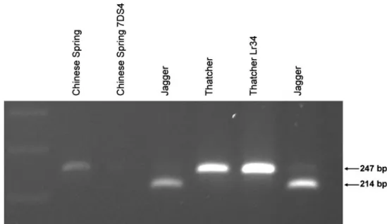 Table 4 Lr34 allele status of genotypes with Ltn but carrying the non-Lr34 associated csLV34 allele