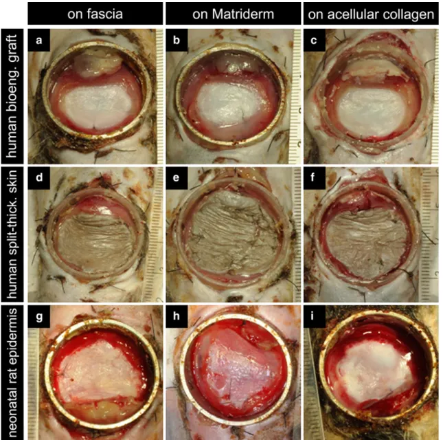 Fig. 3 Macroscopic view of grafts 21 days post-transplantation.