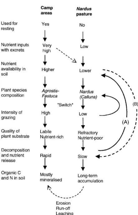 Figure 5. Flow diagram showing the contrasting effects of cattle use on plant species composition and nutrient availability in camp areas and in Nardus vegetation, including possible feedbacks