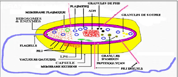 Figure 01 : Morphologie et structure de la cellule bactérienne[06].  