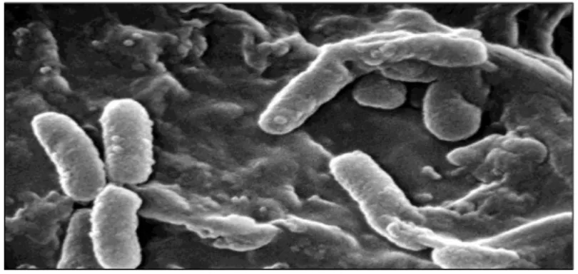 Figure 03 : Pseudomonas [16]. 