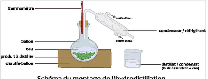 Figure 08 : montage de l’hydrodistillation 
