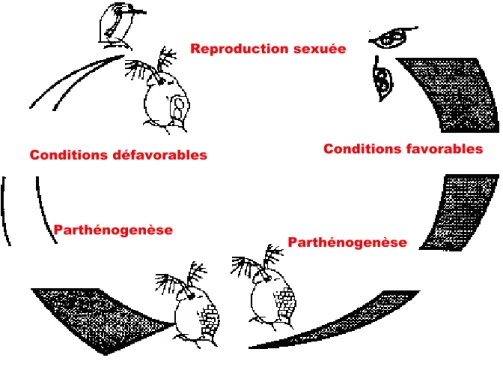 Fig. 2. La reproduction chez  D. magna  (Chakri, 2007). 