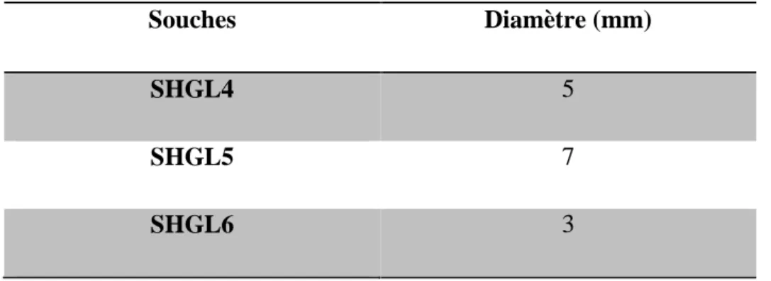 Tableau 3 : Diamètres de solubilisation de phosphate par bactéries endophytiques