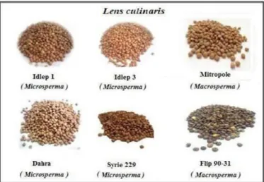 Figure 06: Cycle biologique de la lentille : (1) Graine,  (2) Germination,  (3) Croissance,  (4) Floraison, (5) Fructification [07] 