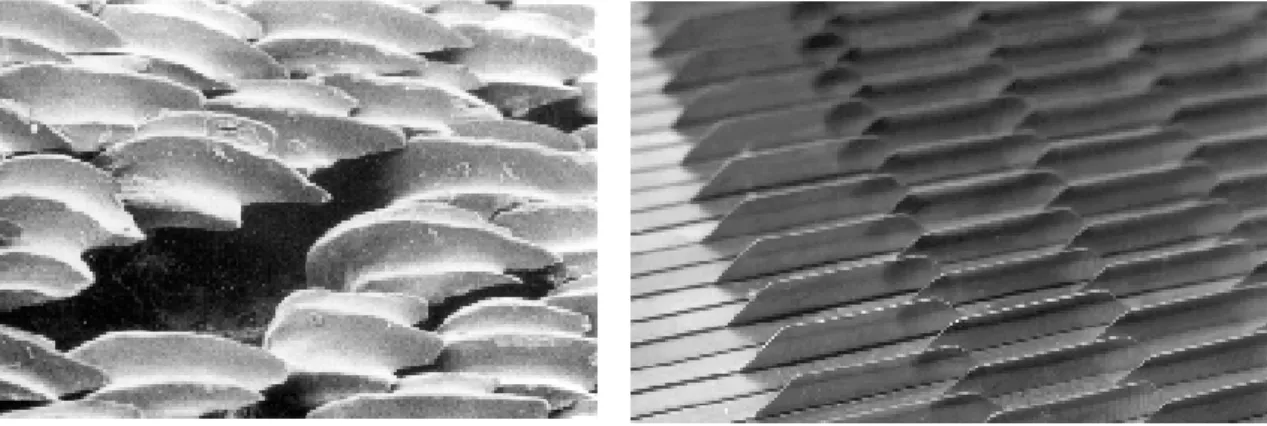 Figure I.20  A droite : Ecailles d’un requin blond. A gauche : Photo représentant la paroi  rainurée testée.