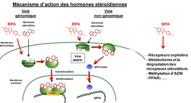 Figure 2 : mode d’action des hormones stéroïdiennes, et du bisphénol A   [D’après avec modification (Furukawa &amp; Kurokawa 2007)] 