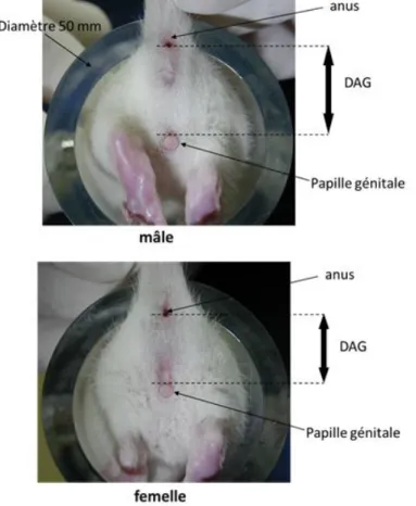 Figure 6 : Dispositif de mesure de la distance ano-génitale 