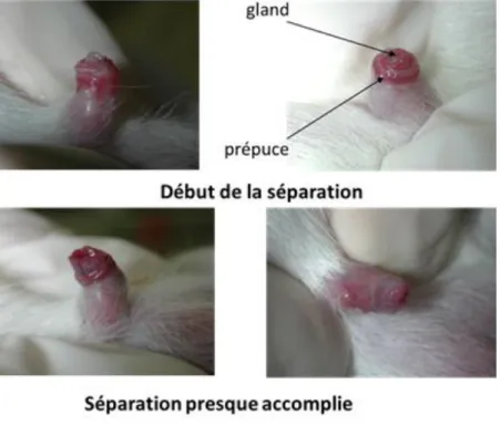 Figure 8 : Détermination du stade de l’ouverture vaginale chez la ratte femelle au stade   pré-pubertaire (A), apparition de la puberté (B) (Nah et al 2011)  