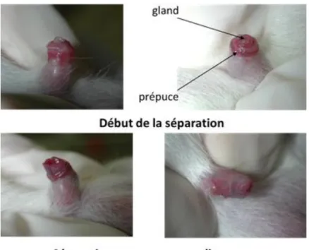 Figure 7: Détermination du stade de l’ouverture vaginale chez la ratte femelle au stade  pré-pubertaire (A), apparition de la puberté (B) (Nah et al 2011) 