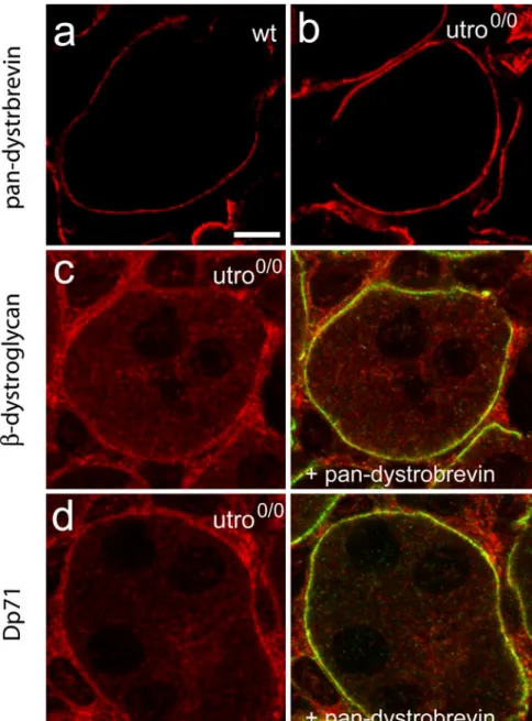 Fig. 5 High-resolution images of wild-type (a) and utrophin 0/0 (b–d) kidney demonstrating the increased staining of  dystrobre-vin IR in the basal membrane of the thick ascending tubules (a, b)