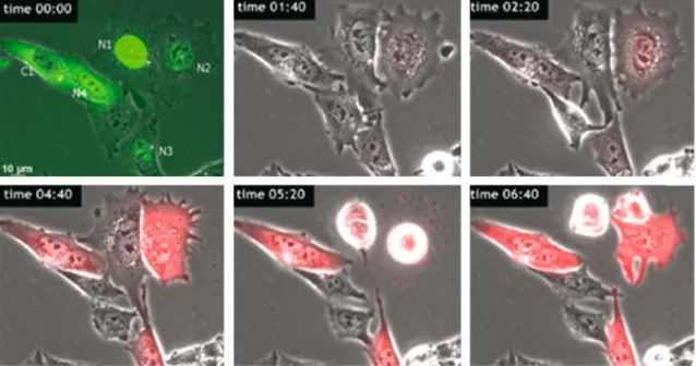 Fig. 4. Time lapse image acquisition after microinjection of cells with 0.5% FITC-dextran and pDsRed-Express