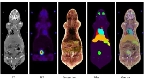 Fig. 2 Example of coronal and sagittal slices of PET/CT studies (a-c) and overlay of the atlas onto CT images (d-f) of the experimental mouse studies acquired using 18 F-FDG (left),