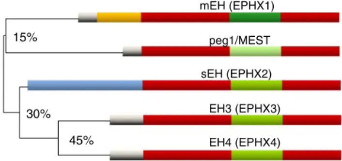 Fig. 2 Phylogenetic tree of mammalian epoxide hydrolases. Protein sequence comparison of human epoxide hydrolases sEH, mEH, EH3, EH4 as well as MEST in their / hydrolase fold domains (displayed in red)
