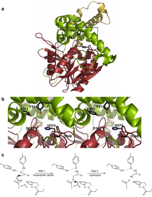 Fig. 3 Three dimensional struc- struc-ture and enzymatic mechanism  of / hydrolase fold EHs