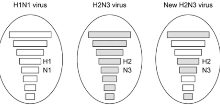Fig. 2 Antigenic shift by re-assortment of diﬀerent inﬂuenza A virus subtypes leading to a new subtype