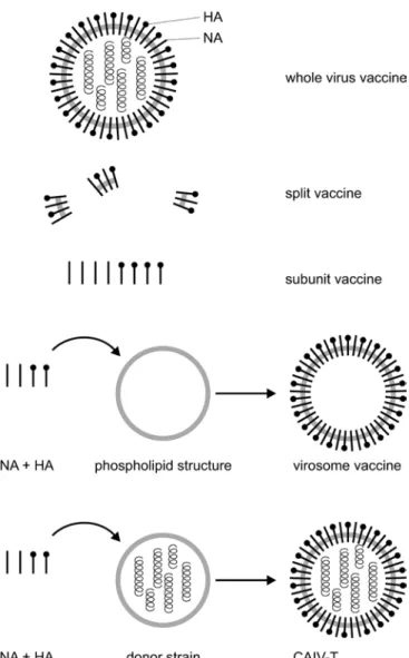 Fig. 3 Schematic composition of various inﬂuenza vaccines