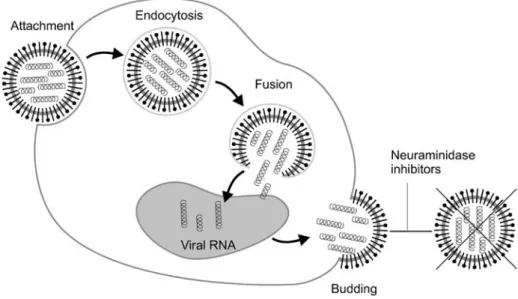 Fig. 4 Infection of respiratory cells by inﬂuenza virus, replication and release of new virus particles