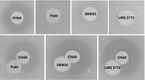 Fig. 4 Antibiotic production by P. fluorescens CHA0 in the presence of P. fluorescens SBW25, P