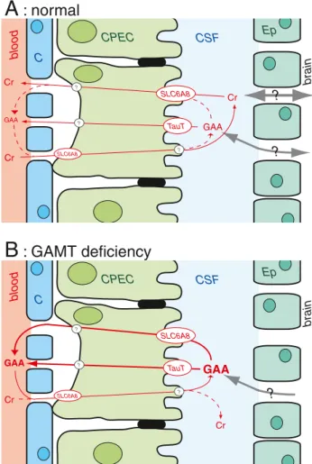 Fig. 1 Transport of creatine (Cr) and guanidinoacetate (GAA) at the blood-brain barrier (BBB)
