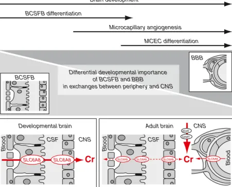 Fig. 3 Transport of creatine (Cr) at blood-cerebrospinal fluid barrier (BCSFB) and blood-brain barrier (BBB) in the developmental versus the adult brain