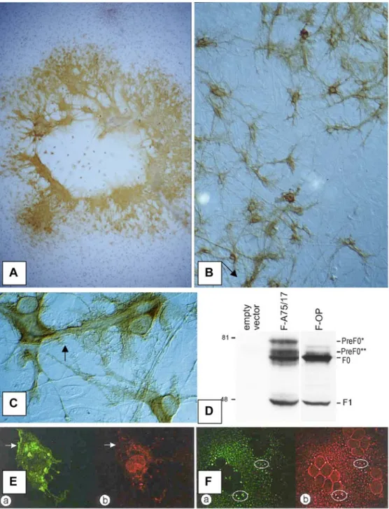 Fig. 7 CDV persistence in vitro. A Non-persistent CDV strain, showing centrifugal compact viral spread with  cell-cell fusion and cytolysis in center of infected area;  anti-CDV N-PAP