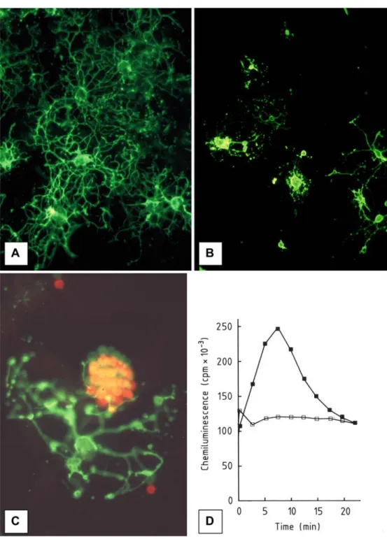 Fig. 6 Macrophage stimulation in brain cell cultures. A Oligodendrocytes in normal untreated culture;  anti-galactocerebroside-FITC