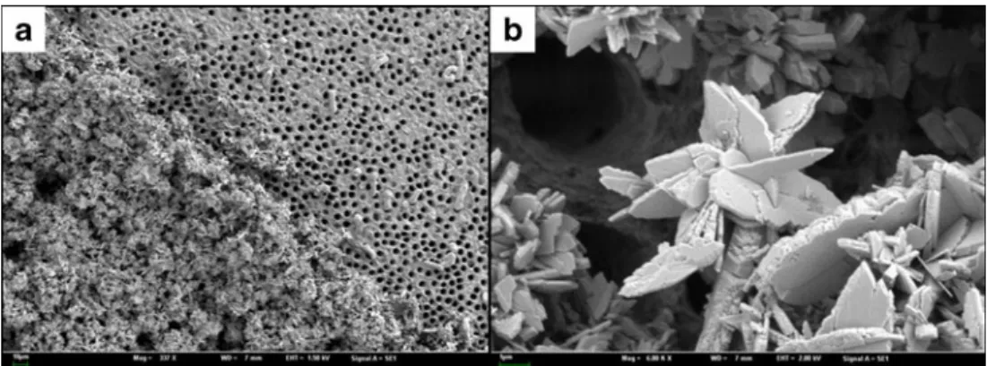 Fig. 1 SEM image of dentin treated with a precipitating agent: Panel a shows treated (bottom left) and untreated (top right) areas