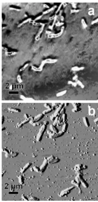 Fig. 3 Tapping mode AFM images of extracellular structures: pili and flagella at one pole of a bacterium (a), flagella and hydrocolloids (b, c), and bacterial cells coated by an EPS layer (d)
