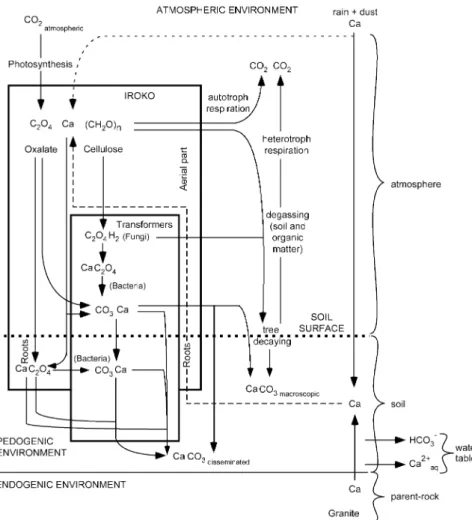 Fig. 1 Carbon cycle associated with the iroko tree ecosystem, Ivory Coast. Atmospheric CO 2
