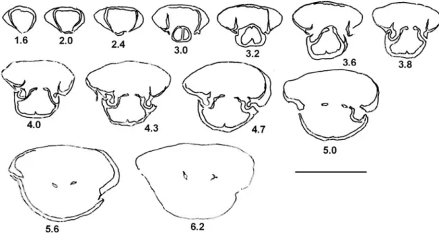 Fig. 3 Lamellaerhynchia heimi, Upper O ¨ hrli-Kalk (O¨hrli Formation), from O¨hrlisattel,