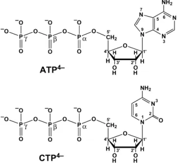 Fig. 3 Chemical structures of adenosine 5¢-triphosphate (ATP 4– ) and cytidine 5¢-triphosphate (CTP 4– ) in their predominating anti conformations [15, 28, 47]